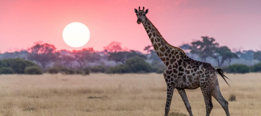 Majestic Giraffe walking through the grass at sunset