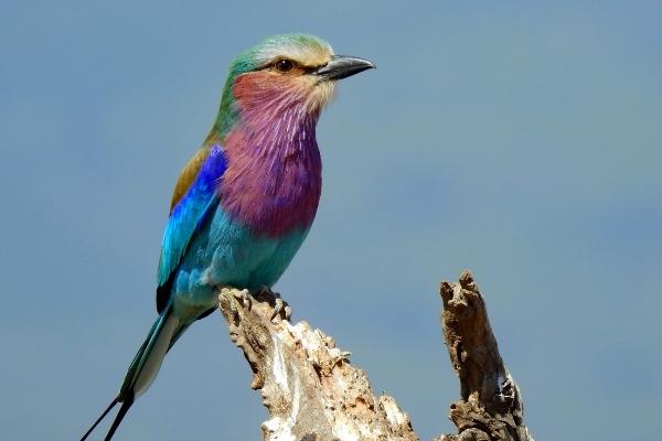 Purple and blue breasted bird native to South Africa sitting on a branch