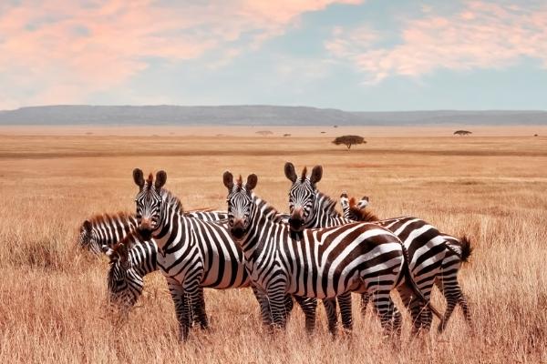 herd of Zebras huddled together in grassy fields of africa