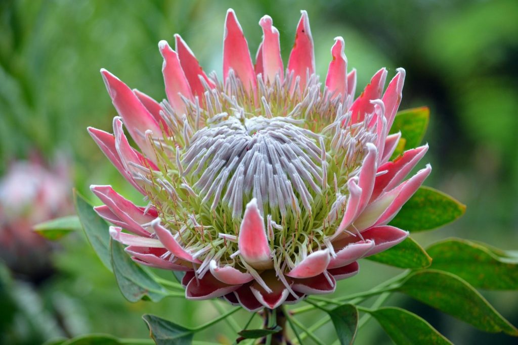 Spectacular Wilderness Pink Protea