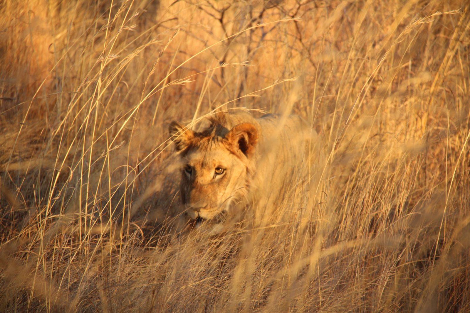 Lion prowling among large grasses