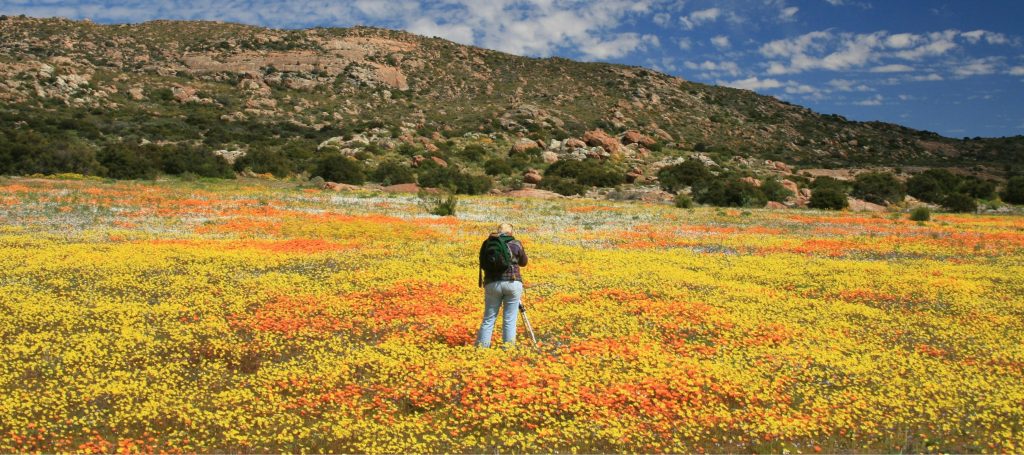 Woman standing among wildflowers in Namaqualand taking photographs