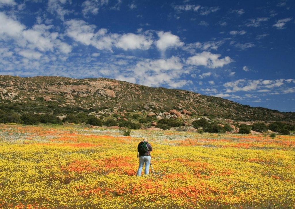Lady Photographer in namaqualand standing in meadow of flowers photographing the expanse of wild flowers in front of her. Photo taken from behind the photographer.