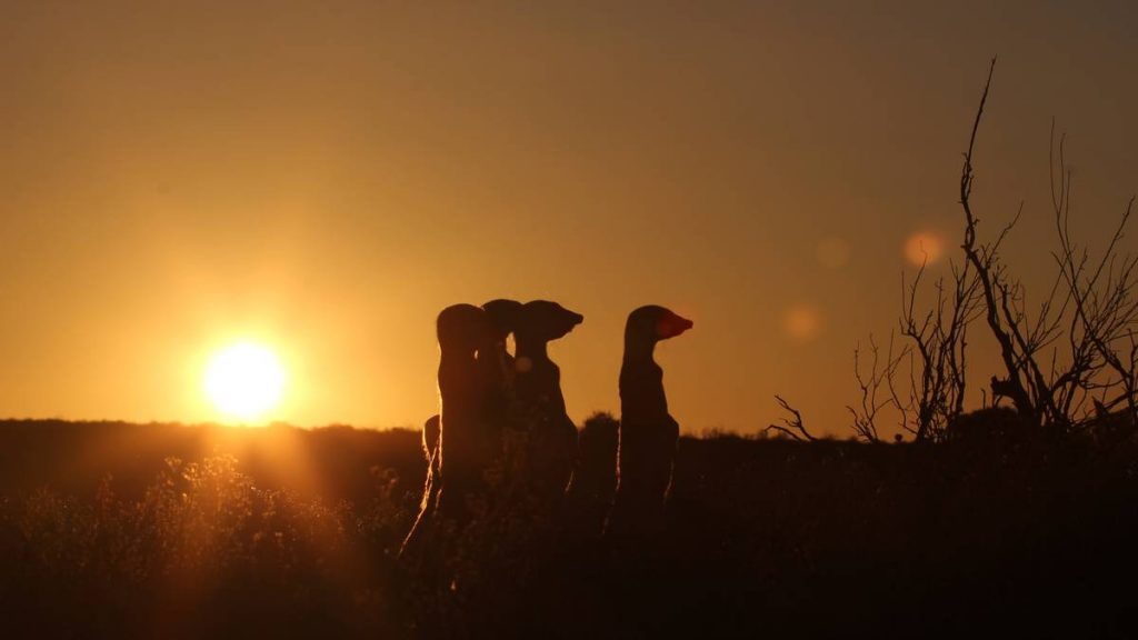 Silhouette of meerkats with sun rising behind