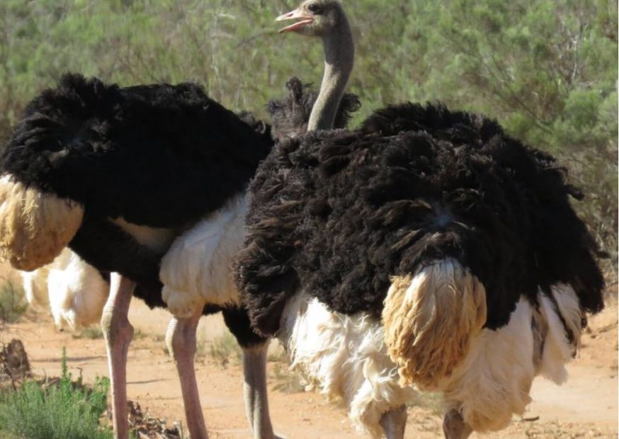 A close up of two male ostriches