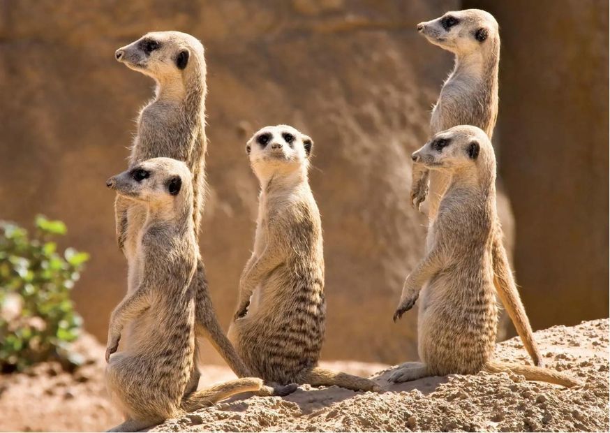 A picture of five meerkats on a rock