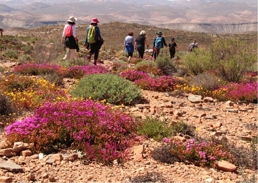 Group walking enjoying the Wild Flowers of Namaqualand