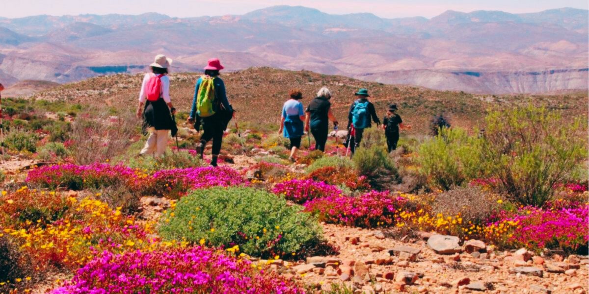 Ladies walking in Namaqualand, flowers in foreground, Schaap River Canyon in Background